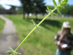 Image of piedmont bedstraw