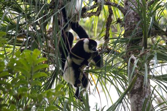 Image of Black-and-white Ruffed Lemur