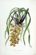 Image of Catasetum longifolium Lindl.