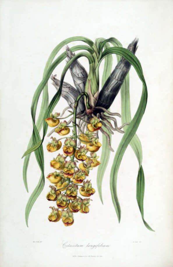 Image of Catasetum longifolium Lindl.