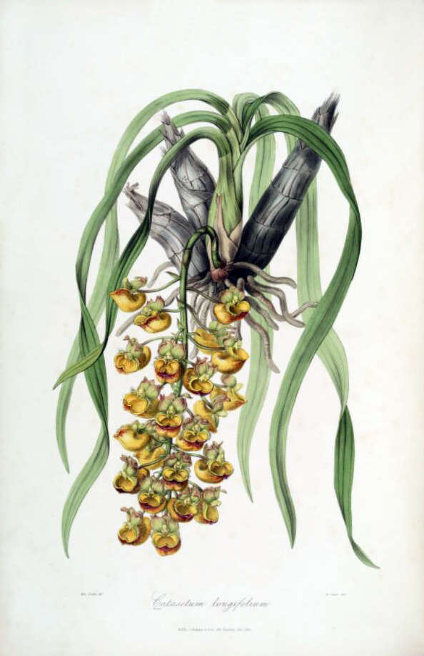 Catasetum longifolium Lindl.的圖片