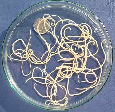Image of Cat Round-worms