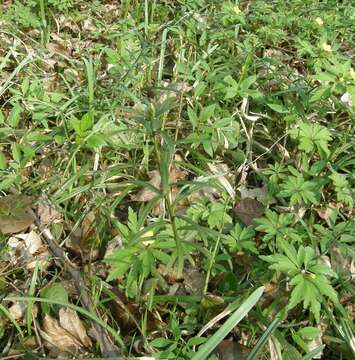 Image of dwarf euonymus