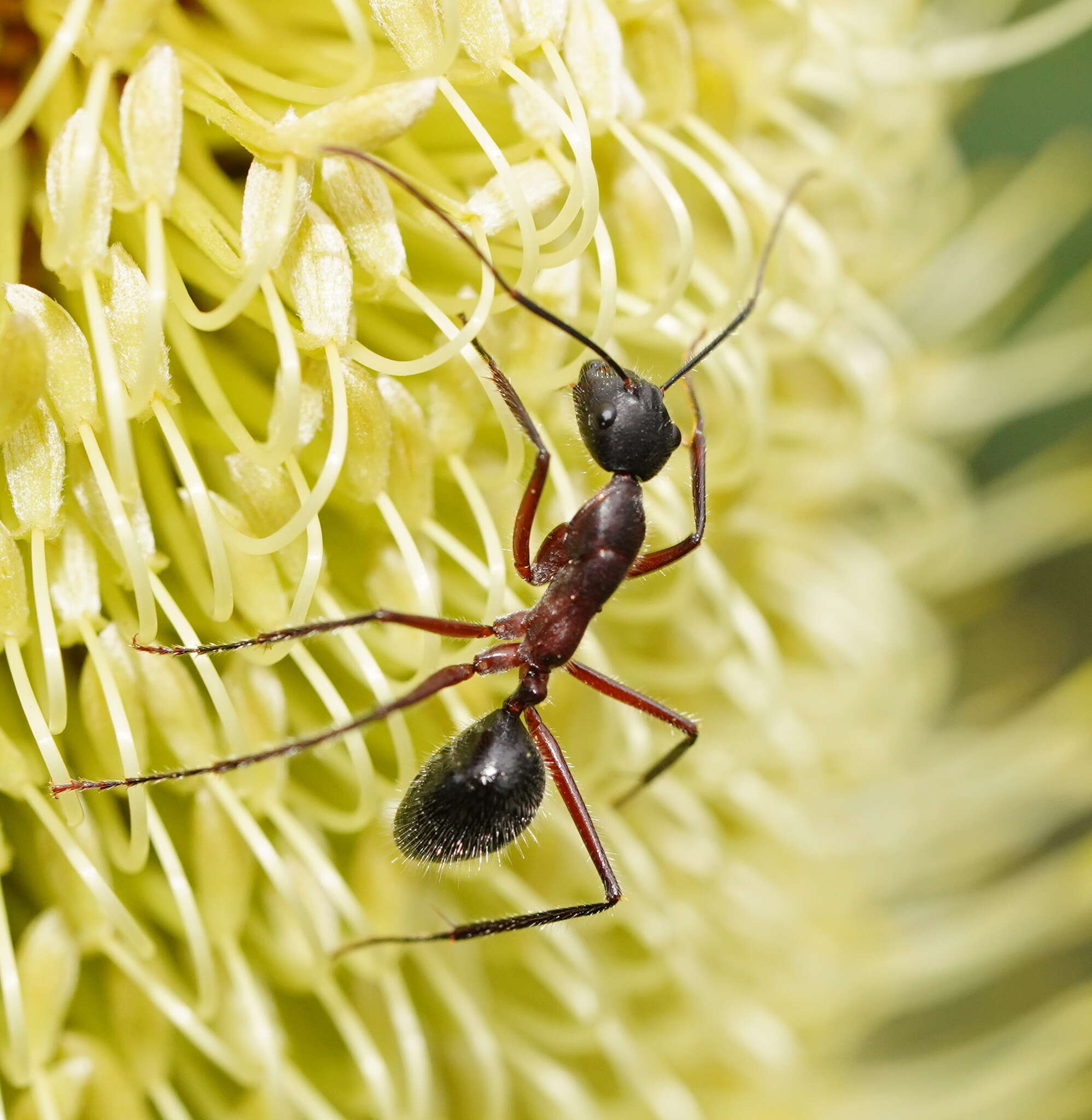 Image of Camponotus intrepidus (Kirby 1819)