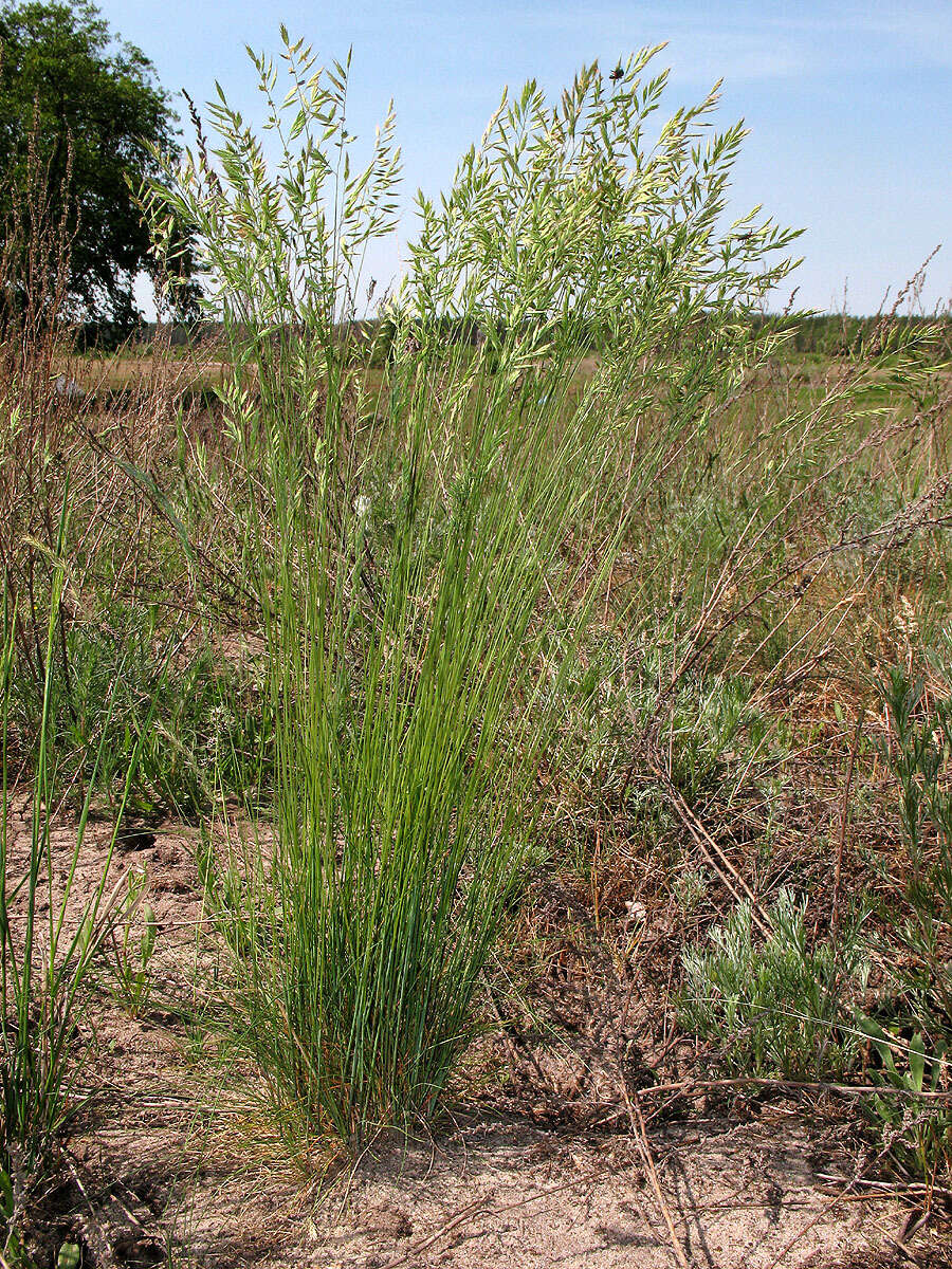 Image of Festuca rupicola Heuff.