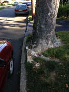 Image of American sycamore