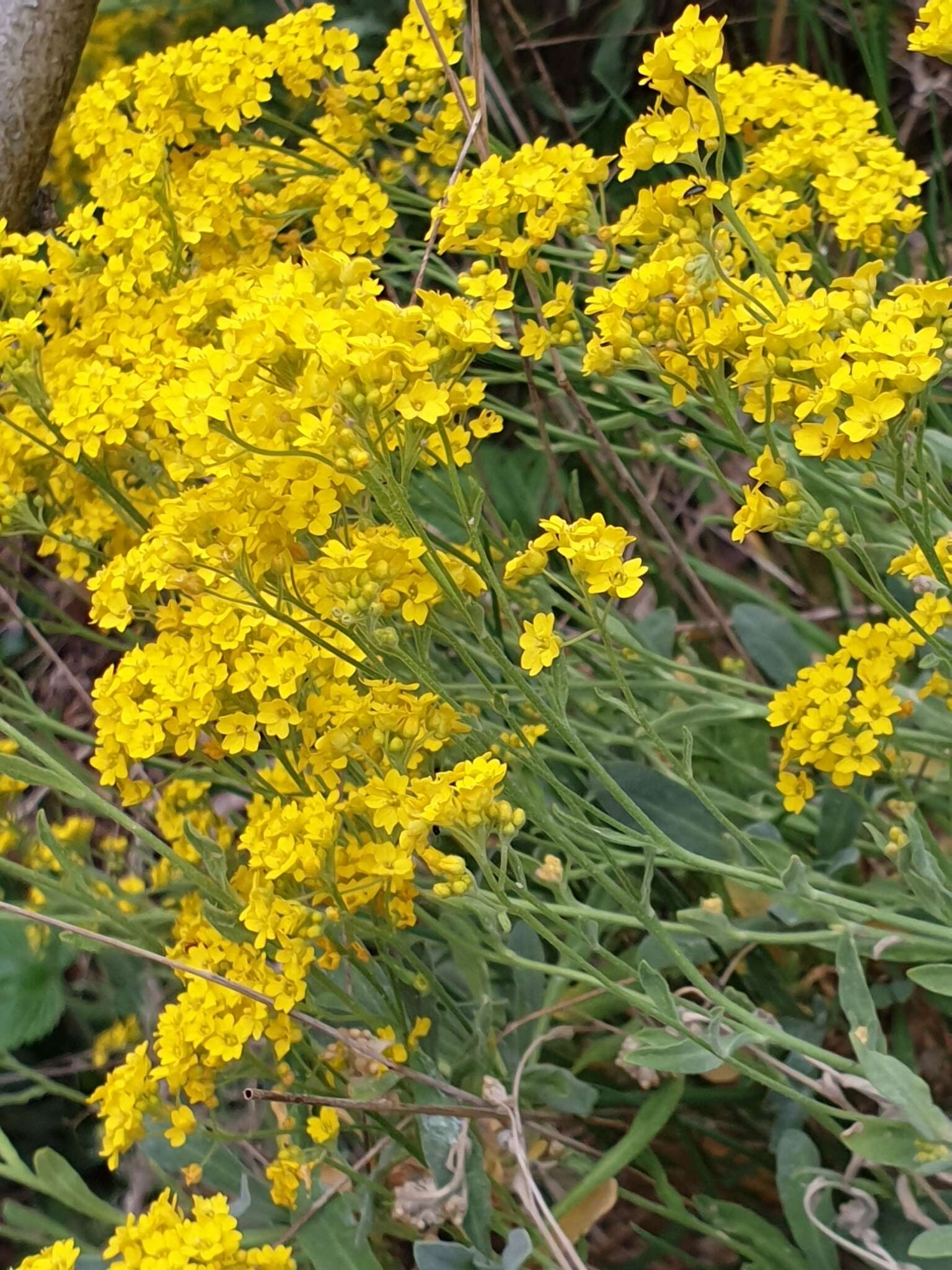 Image of Basket of Gold