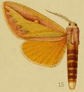 Image de Leucophlebia afra Karsch 1891