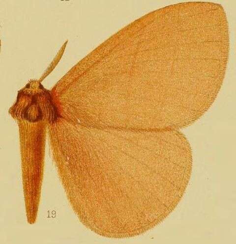 Image of Rhodopteriana Bouyer 2011