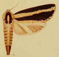 Image of Azygophleps atrifasciata Hampson 1910