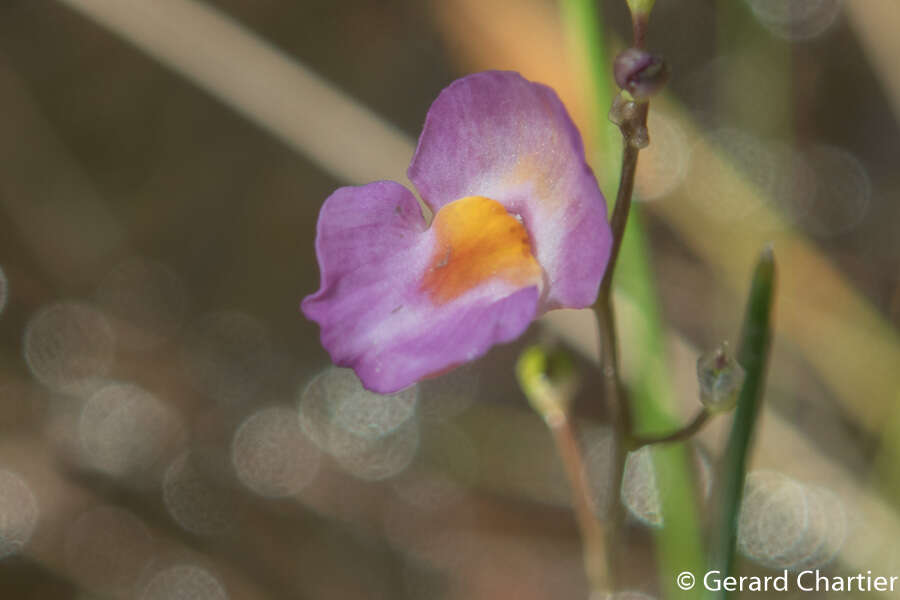 Image of Utricularia punctata Wall.