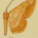 Image of Scopula curvimargo Warren 1900