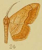 Слика од Scopula curvimargo Warren 1900