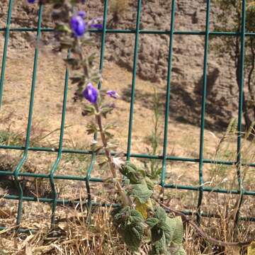 Sivun Salvia circinnata Cav. kuva