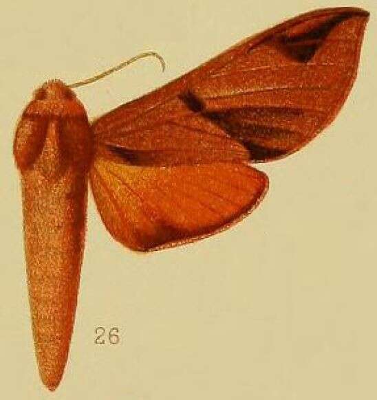 Image of Afroclanis neavi (Hampson 1910)