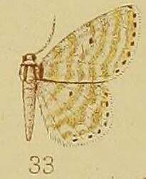 Image of Scopula quadrifasciata