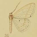 Image of Scopula argyroleuca Hampson 1910