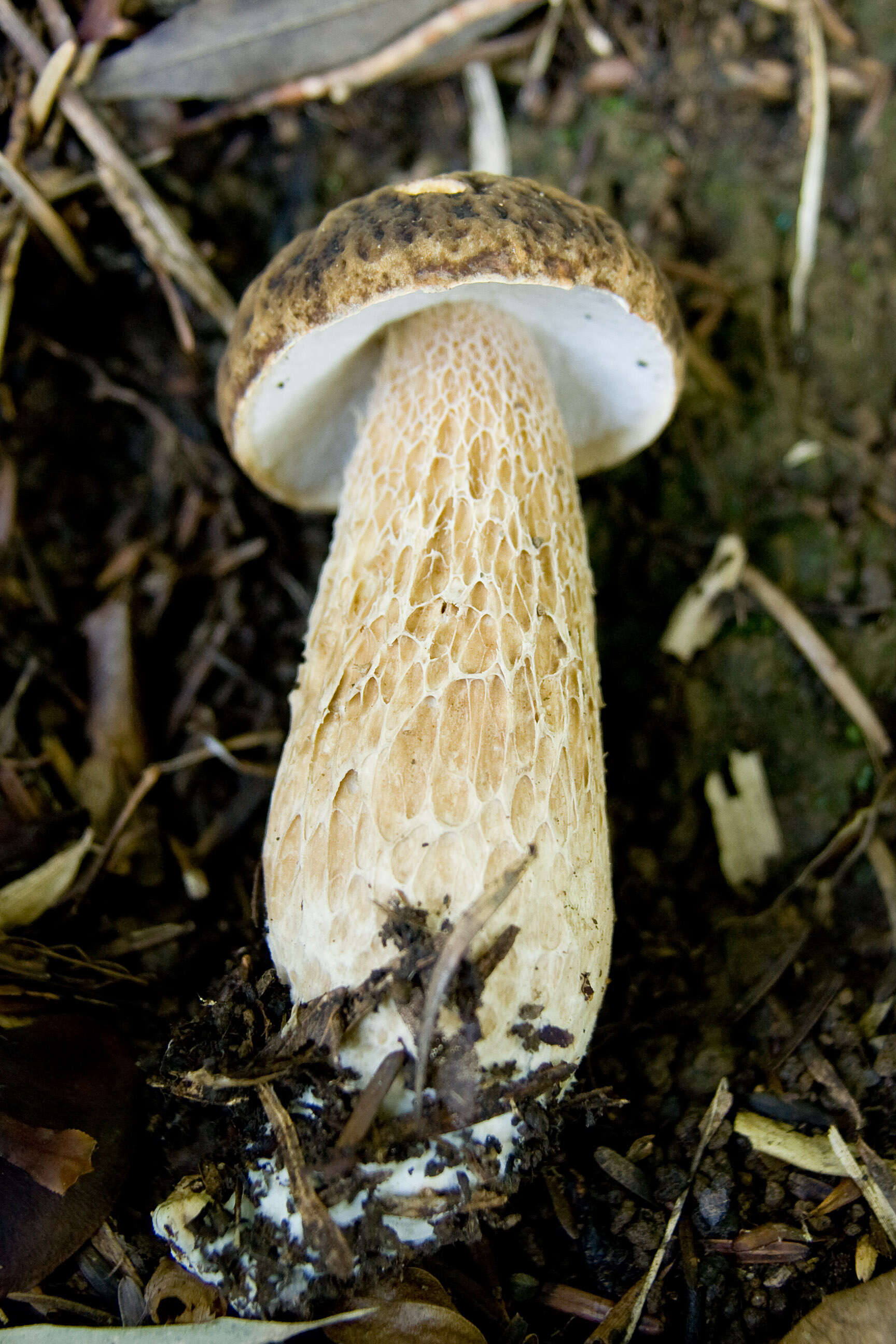 Image of summer cep