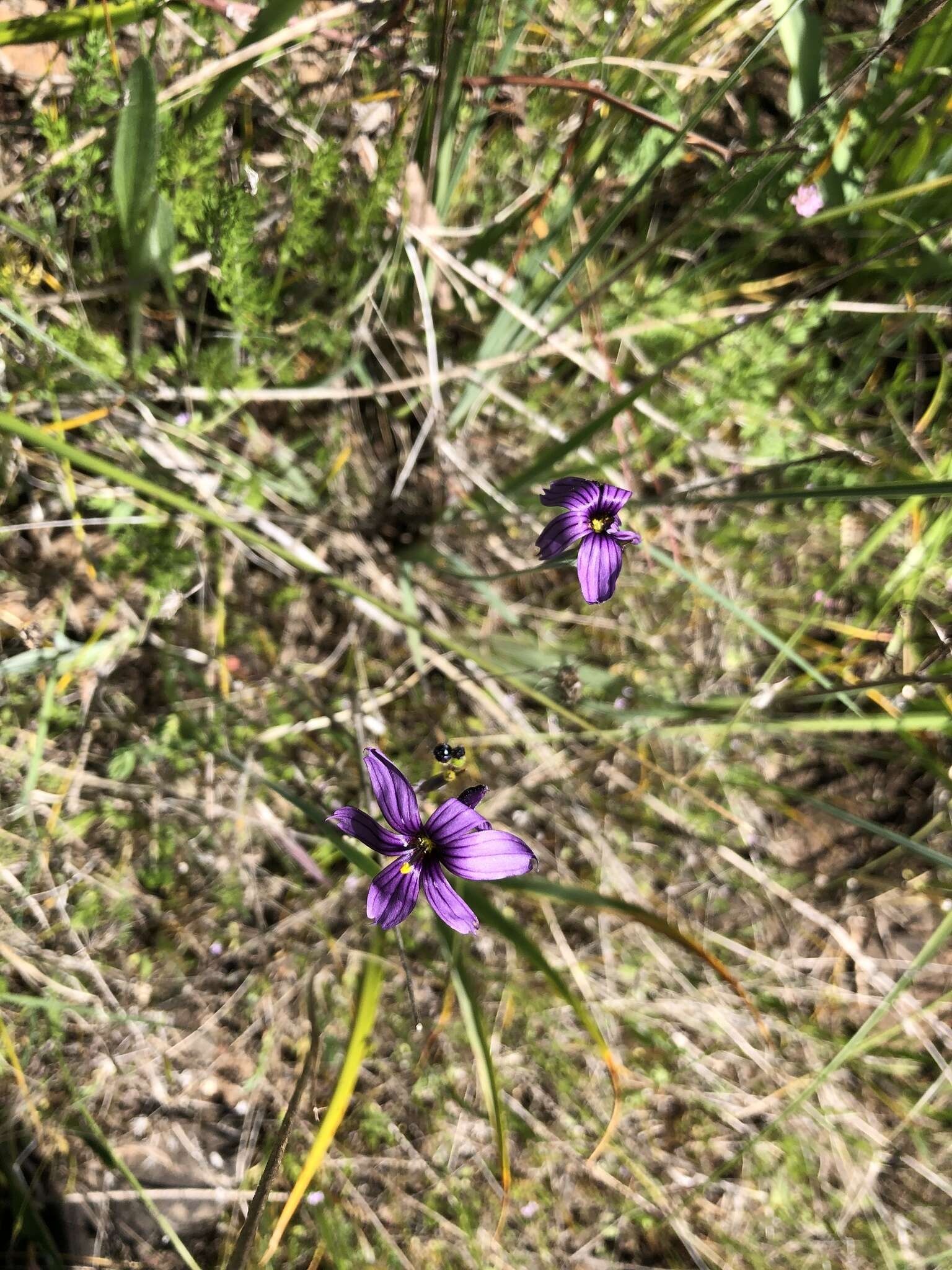 Sisyrinchium hitchcockii Douglass M. Hend.的圖片