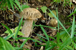 Image of summer cep