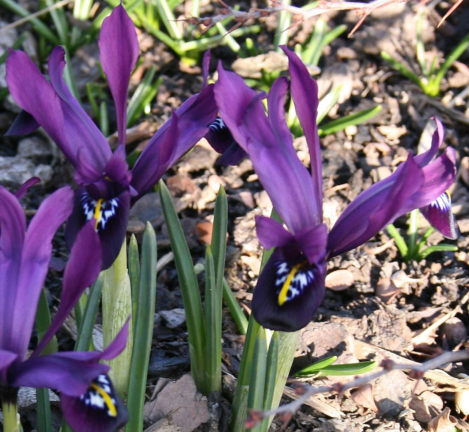 Image of Iris reticulata M. Bieb.