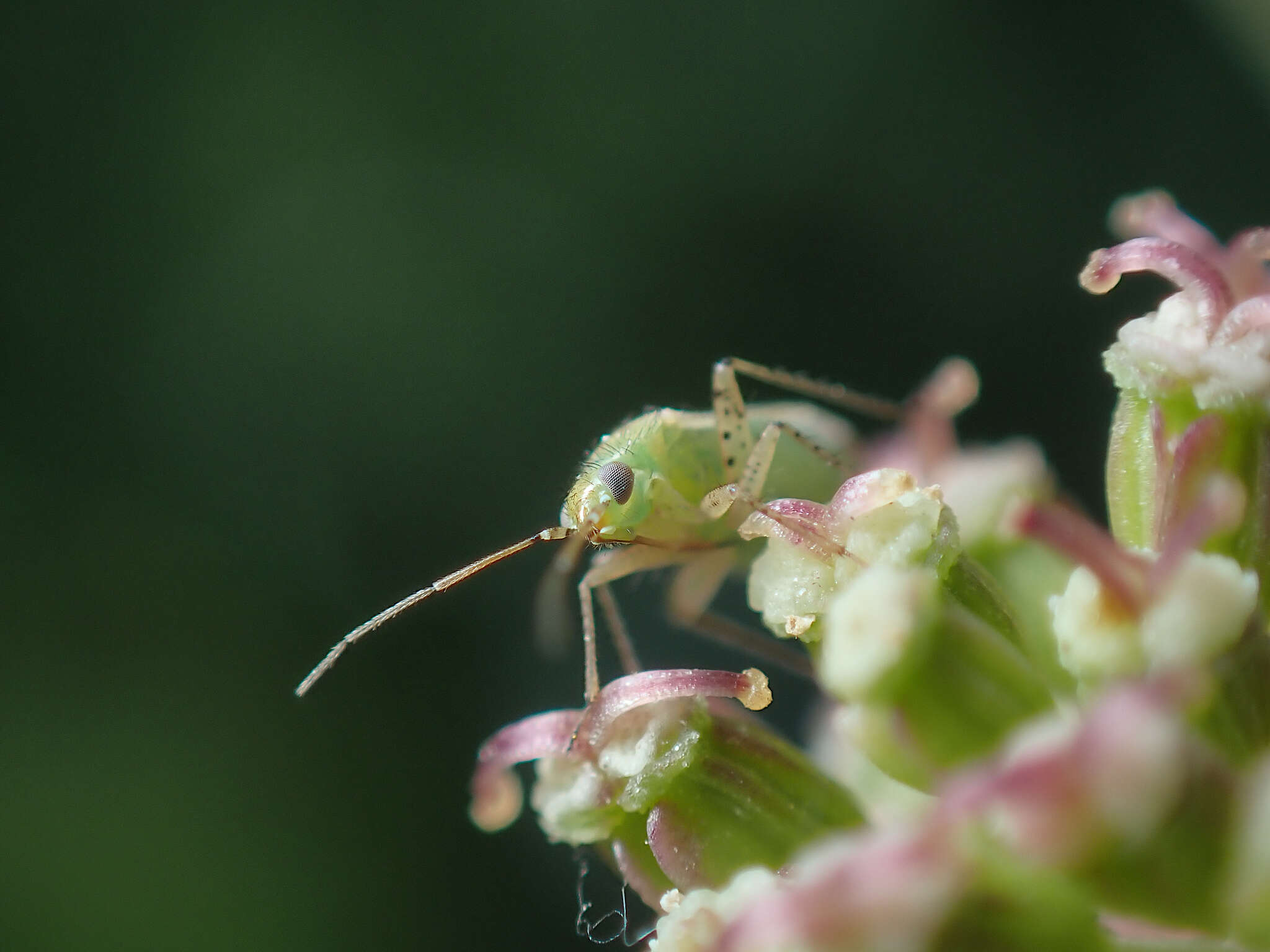 Plagiognathus chrysanthemi (Wolff 1804)的圖片