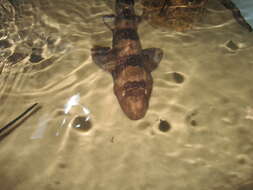 Image of Bluespotted Bamboo Shark