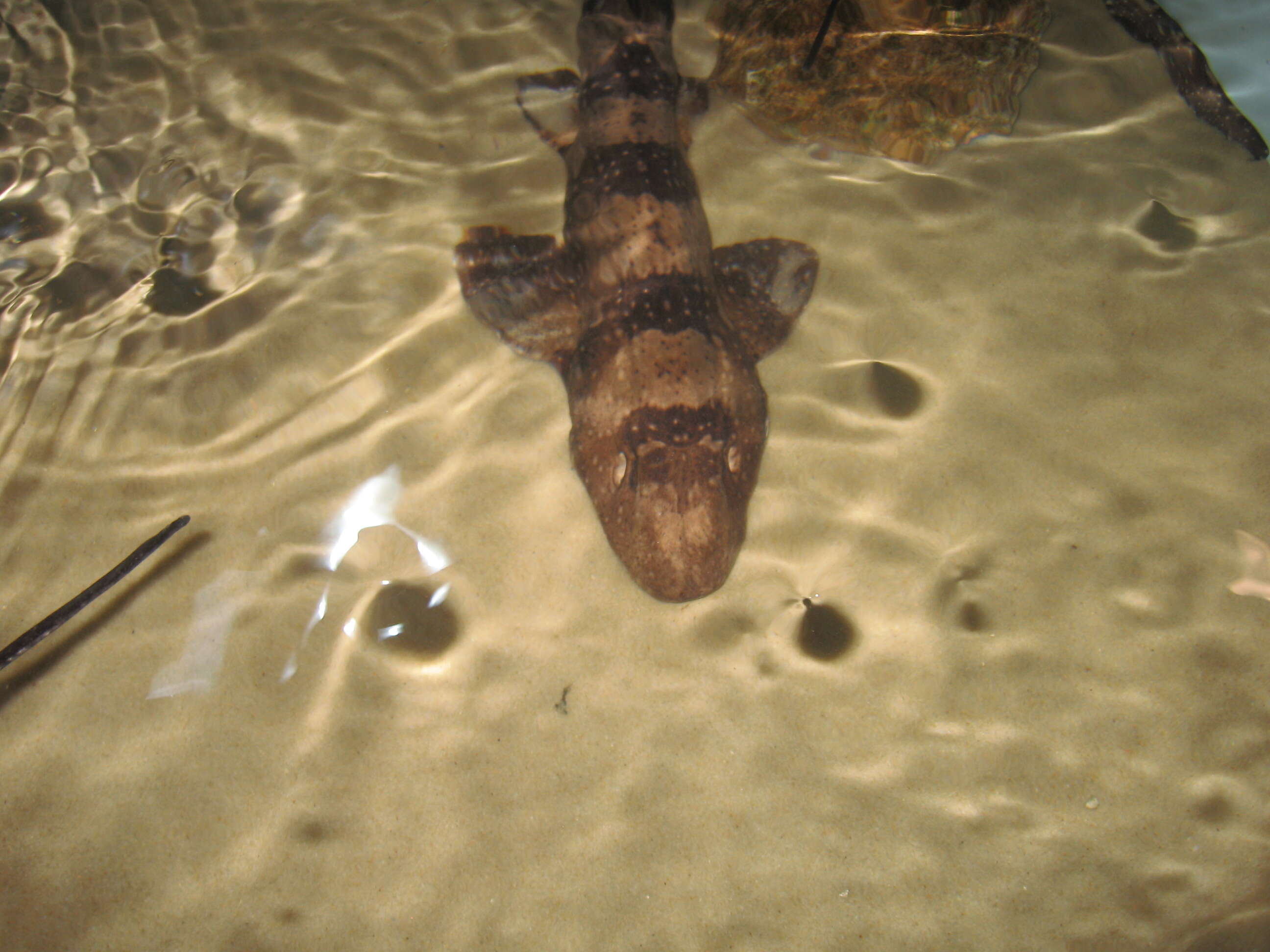 Image of Bluespotted Bamboo Shark