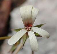 Image of Pelargonium elongatum (Cav.) Steud.