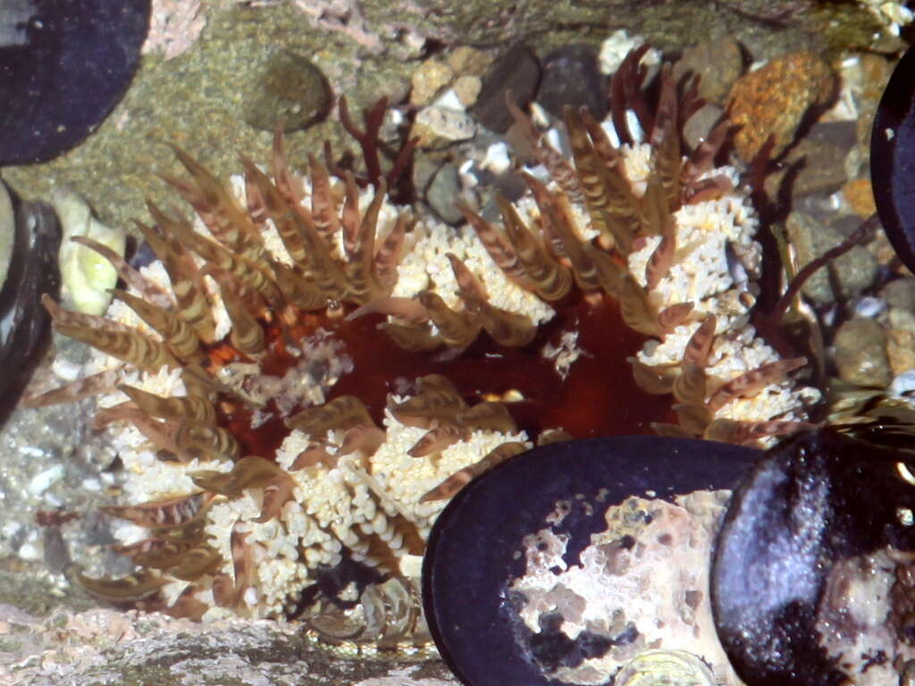 Image of Sand anemone