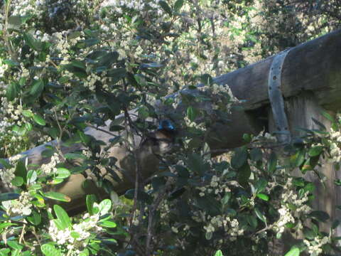 Image of Red-winged Fairy-wren