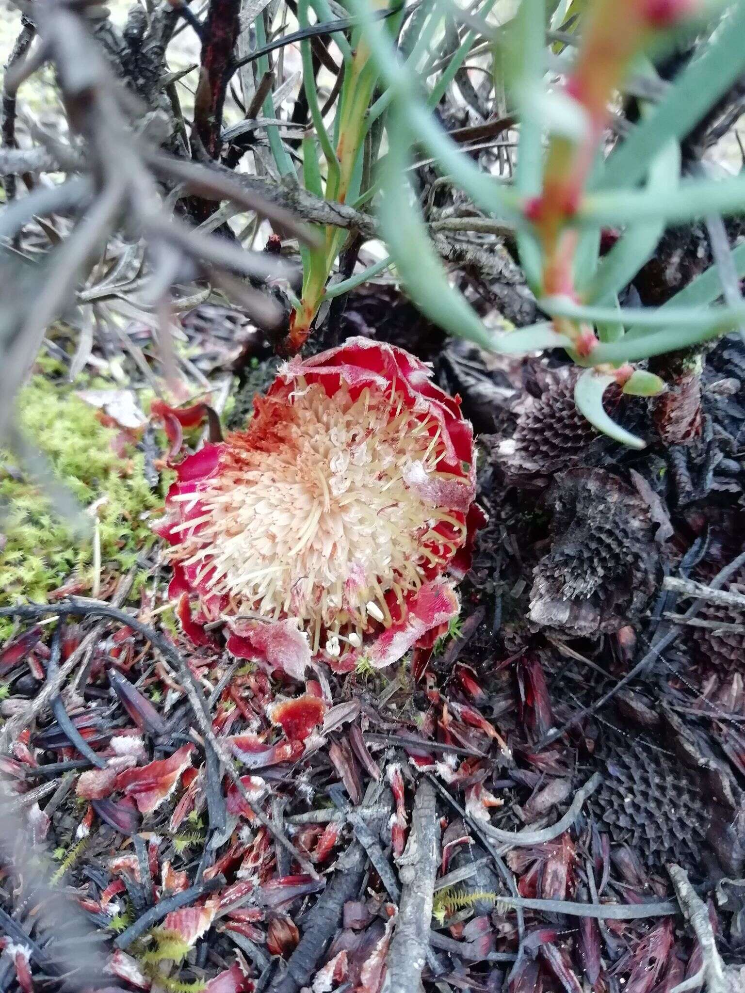 Image de Protea decurrens Phillips