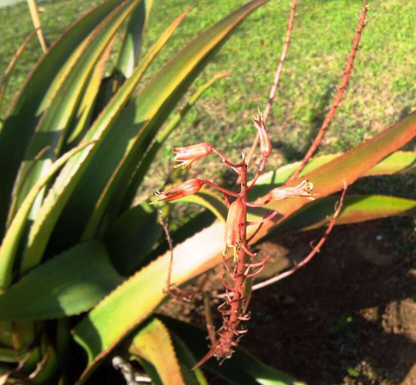 Aloe tormentorii (Marais) L. E. Newton & G. D. Rowley resmi