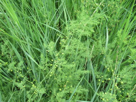 Image of Asparagus pallasii Miscz.