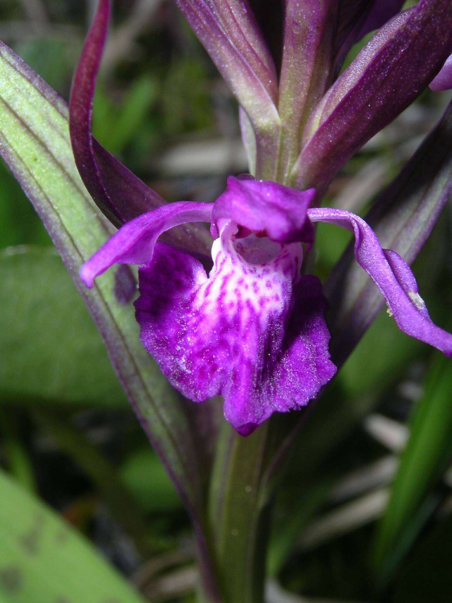 Dactylorhiza traunsteineri subsp. traunsteineri的圖片