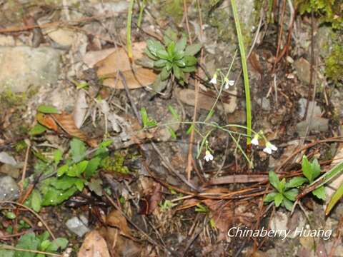 Image of Kamchatka rockcress