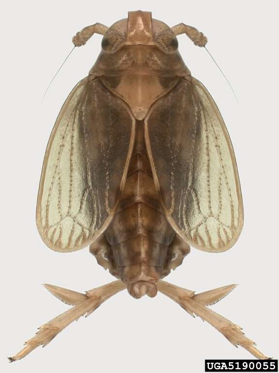 Image of Brown planthopper