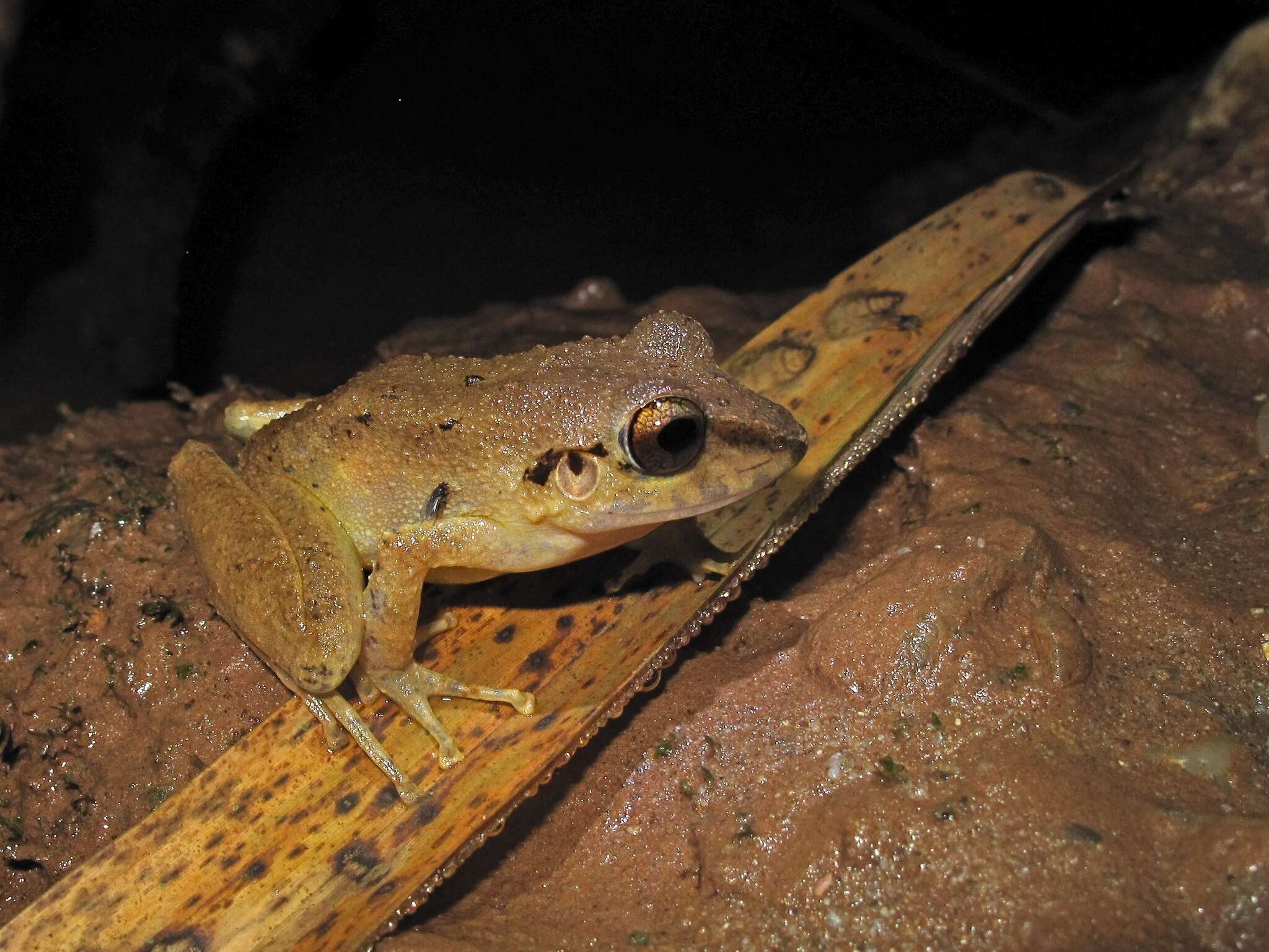 Image of Pristimantis malkini (Lynch 1980)