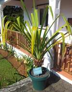 Image de Pandanus iceryi Horne ex Balf. fil.