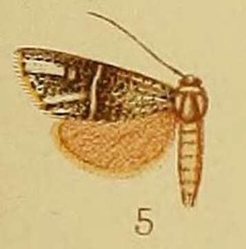 Image of Charltona chrysopasta Hampson 1910