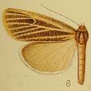 Charltona plurivittalis Hampson 1910 resmi