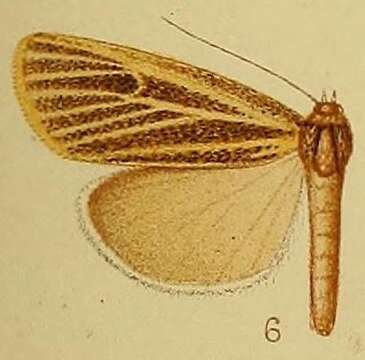 Image of Charltona plurivittalis Hampson 1910