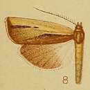 Imagem de Ancylolomia endophaealis Hampson 1910