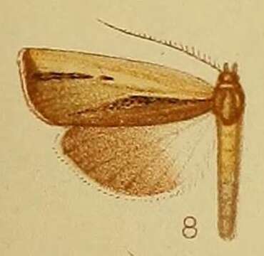 Imagem de Ancylolomia endophaealis Hampson 1910