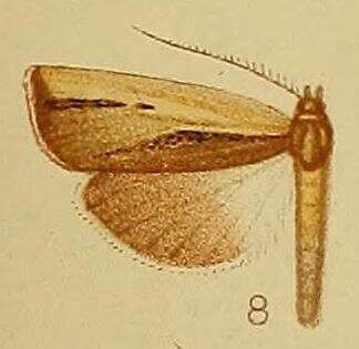 Image of Ancylolomia endophaealis Hampson 1910