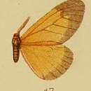 Imagem de Staphylinochrous euryperalis