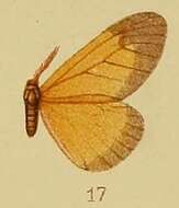 Imagem de Staphylinochrous euryperalis