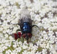 Image of Protocalliphora azurea (Fallen 1817)