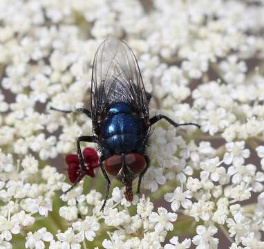 Image de Protocalliphora azurea (Fallen 1817)