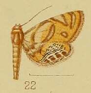 Imagem de Eoophyla capensis